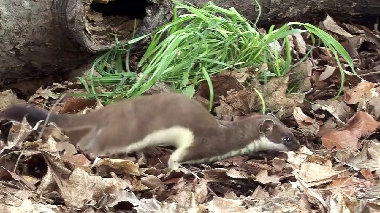 Large weasel Hermelincatches a mouse