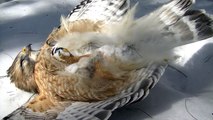 Dead red shouldered hawk