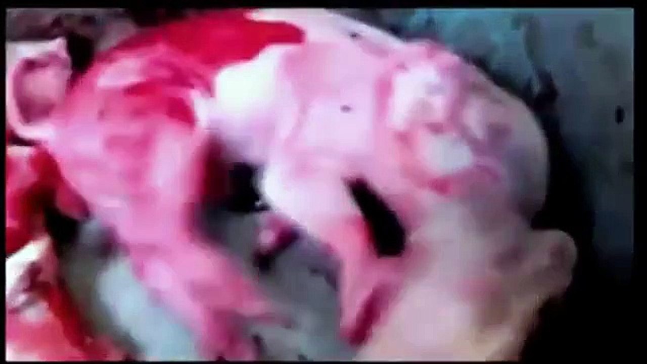 MALTRATO ANIMAL  no apto para sensibles