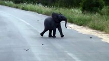 ¡Cría de elefante se divierte persiguiendo pájaros!