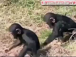 Monkeys wanna have fun