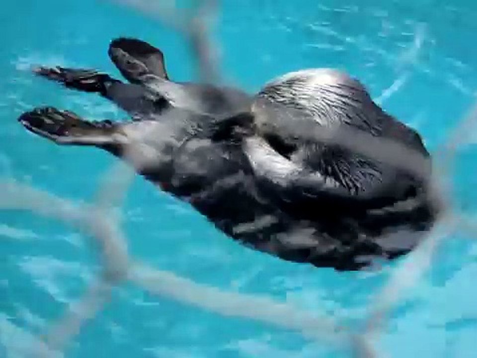 Otter being naughty.