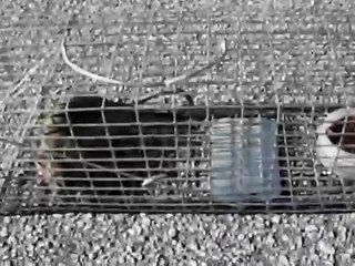 Rat Trap with a live Rat