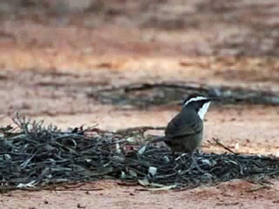 Arachnophobia - Confronting The Spiders