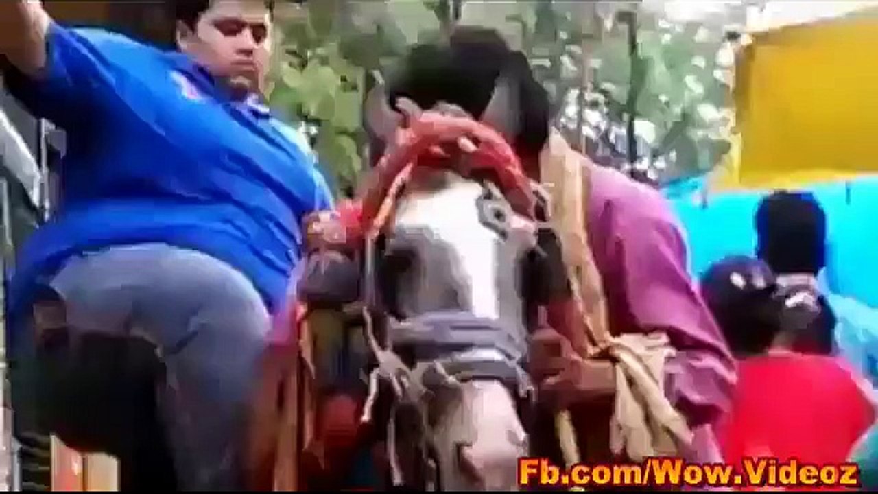 elephant riding on horse , funny video