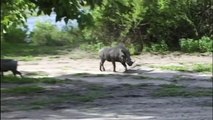 Abandoned baby Warthog rescued by young girl. Beautiful footage.