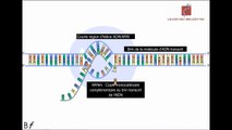 La transcription de l'ADN en ARN messager