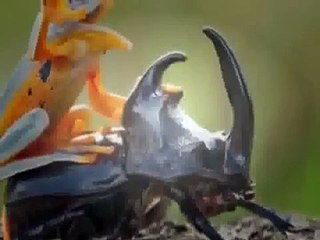 7 Funny Animal Friendship Videos That Will Make You Rethink about Animals.