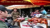 VIETNAM People Eat Dog and Cat meat | Really Horror Scenes ✔