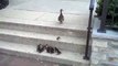 See What This Little Ducks Are Doing & You Will be Amazed