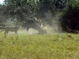 Duba Plains lions take down buffalo
