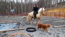 Palomino Rocky Mountain Horse first time on obstacles and trail riding