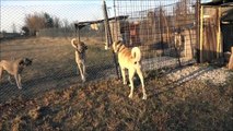 Anadolu Çoban Köpeği ''BOĞAÇ'' Anatolian Shepherd Dog Kastamonu/Turkey