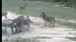 10.31.07 2.21pm NK Zebra with baby at the waterhole