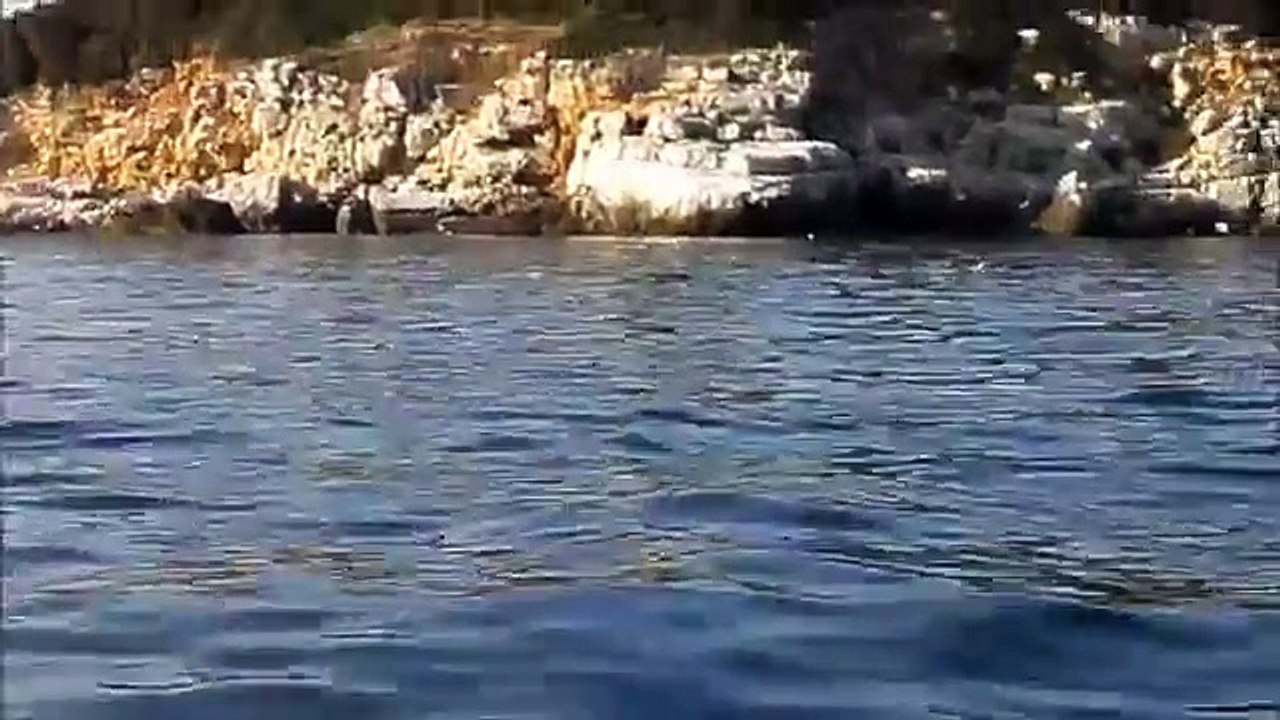 Delfine vor Rovinj Küste in Kroatien, Urlaub 2013