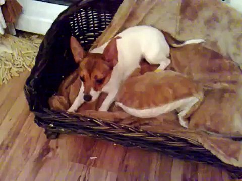 Naughty Dog Never Listens! Jack-Chi