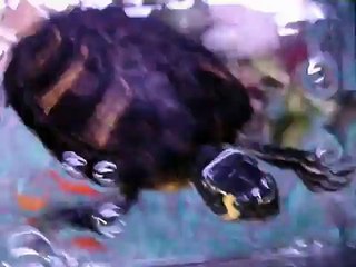 Update! New turtle, Albino Bichir