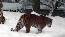Siberian Tigers Ahimsa and Jegor - Tierpark Hellabrunn