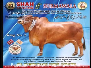 Shah Cattle Farm 2013