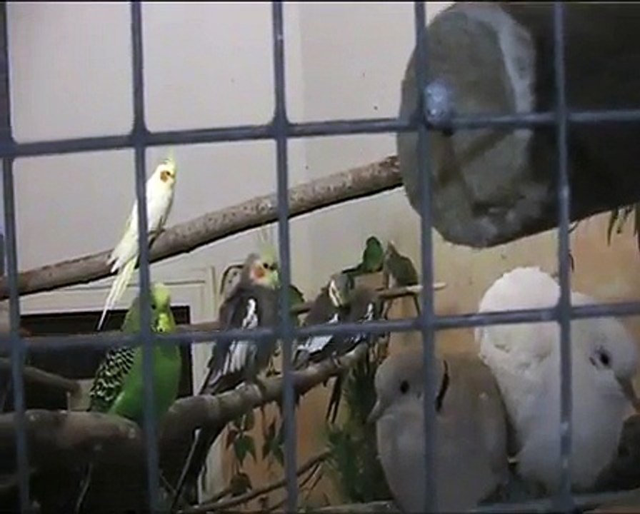 Linnut.wmv