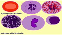 AP2 EXAM 1: BLOOD: WHITE BLOOD CELLS AREN'T IN THE BLOOD.avi