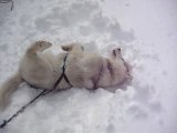 Husky dans la neige