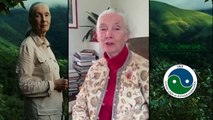 Dr Jane Goodall World Ranger Day Message 2014