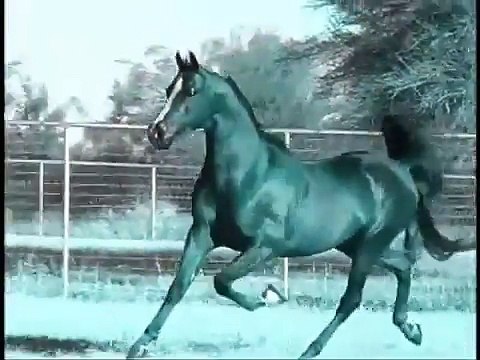 All the Pretty Little Ponies~Horses~