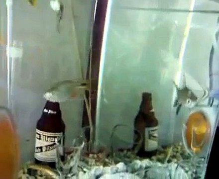 MY 15 Gal freshwater aquariums drunk fish