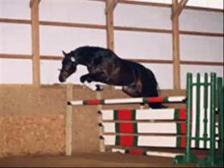 Belgian Warmblood Stallion Puerto D'Azur