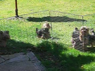 Les bébés de Cybèle 2015