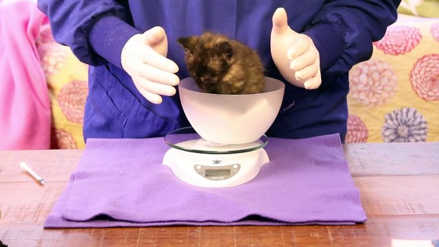 Orphaned Kitten Care: How to Videos - How to Examine an Orphaned Kitten