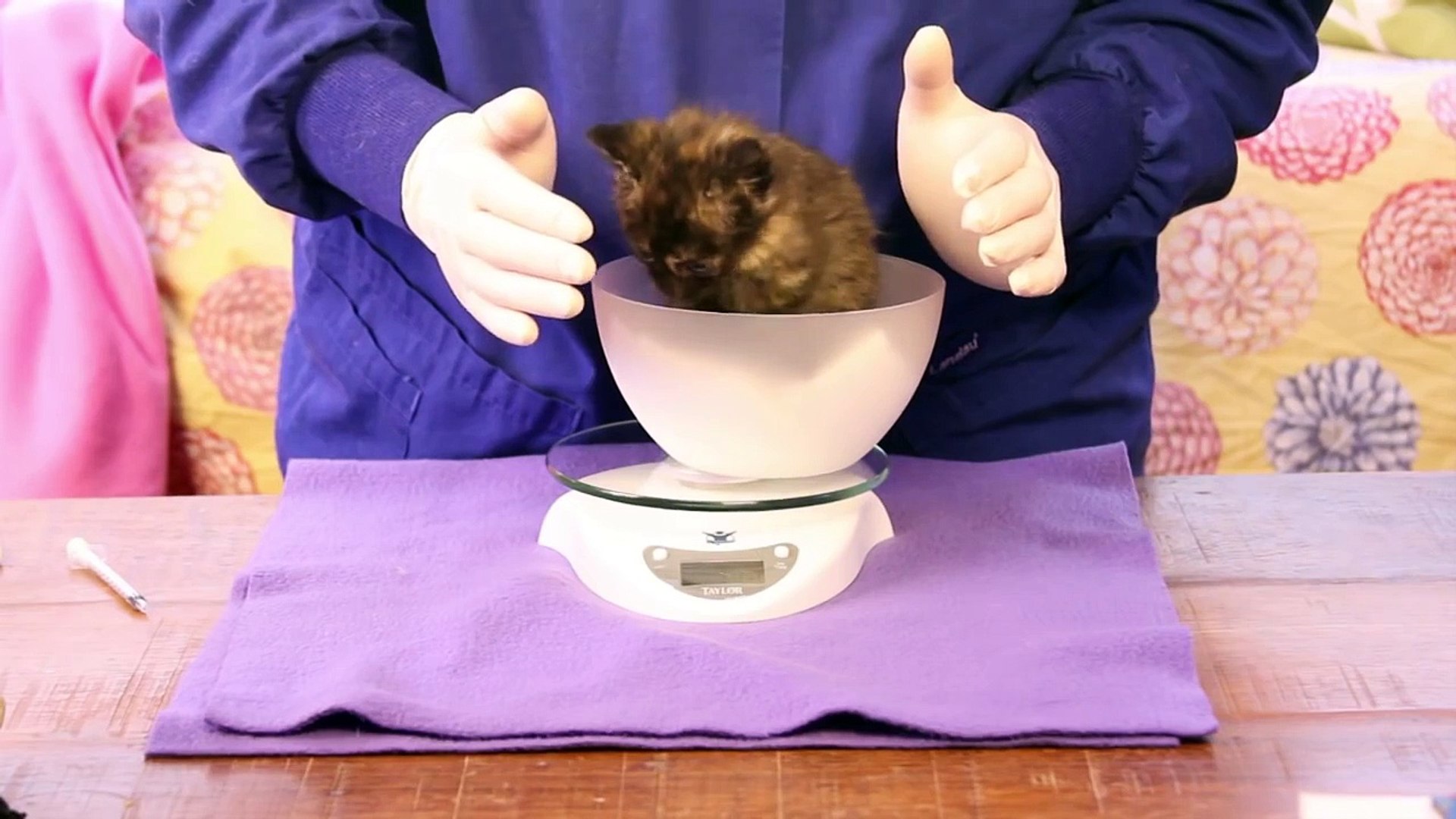 ⁣Orphaned Kitten Care: How to Videos - How to Examine an Orphaned Kitten