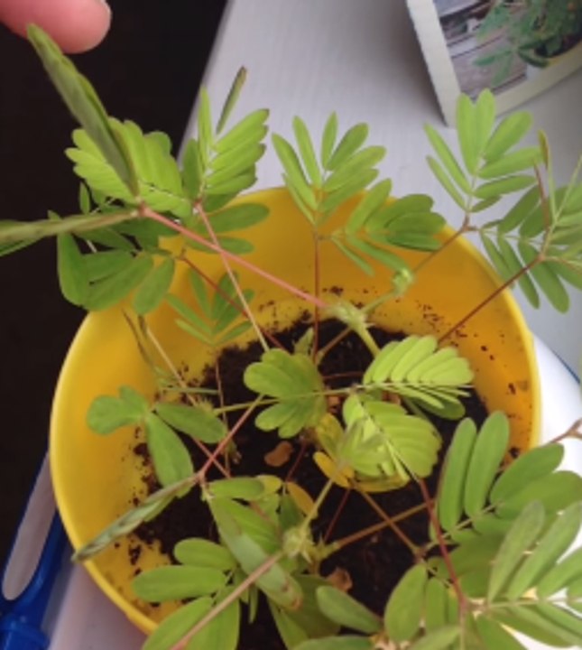 Moving Plant Likes to Be Petted