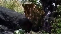 Lions Hunting and Eating Baboons Wildlife Documentary