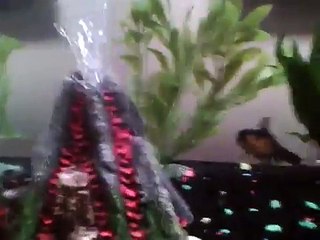 How to care for your fancy goldfish (black moor oranda)