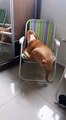 Monter sur une chaise devient un vrai défi pour ce gros Buldog !