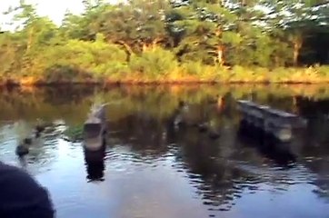 Cajun Fun in Gator Country! Avery Island, Louisiana