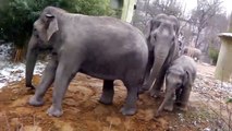 Lustiges Elefanten-Video mit  Mini-Fant Ludwig - Mutter Temi - Tante Panang- Tante Mangala