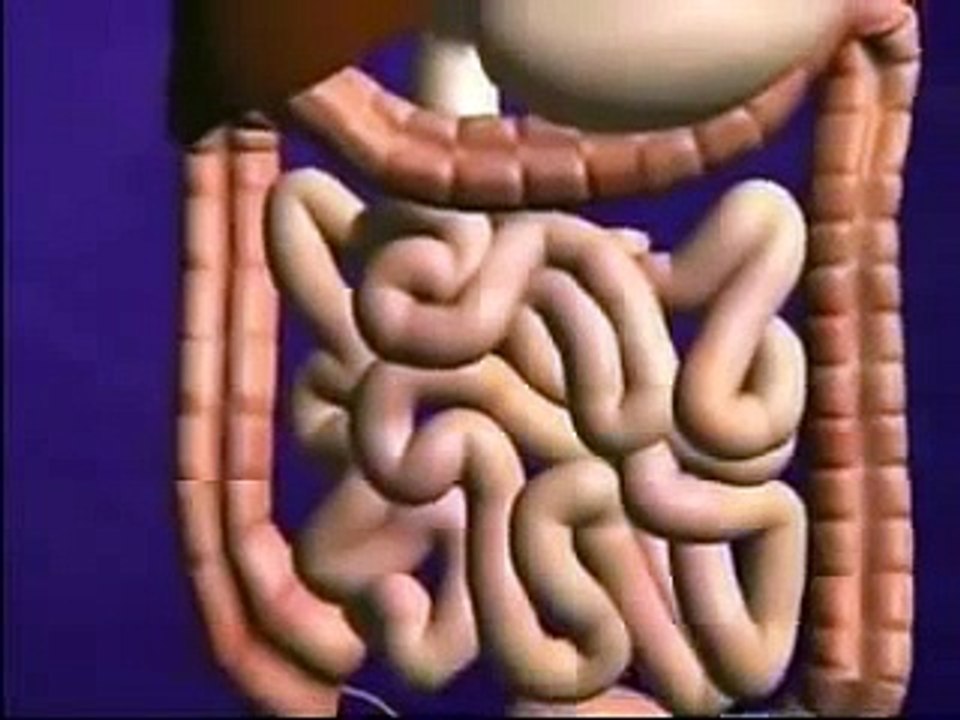 el impacto que tiene la coca cola en el cuerpo humano !
