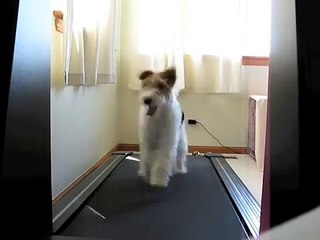Poppy the Wire Fox Terrier Dog on a Treadmill