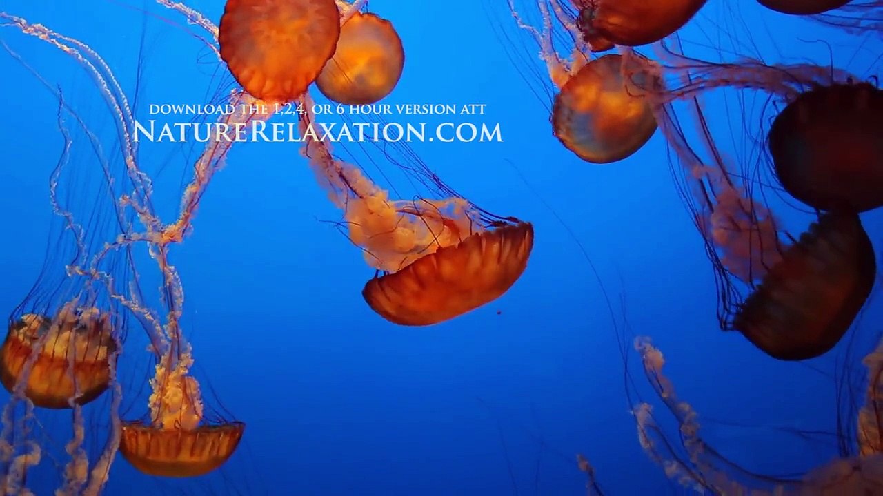 NEW 1 HR Underwater Video "Deep Ocean Relaxation" Nature Video 1080p