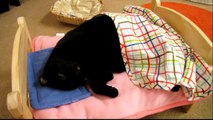 ねこベットでご就寝 It is sleeping in bed cat