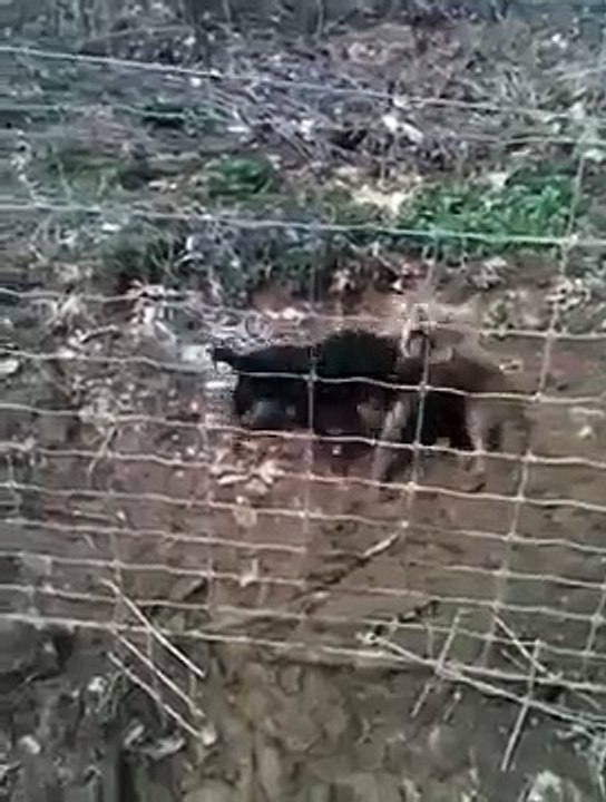 jagd terrier and coyote