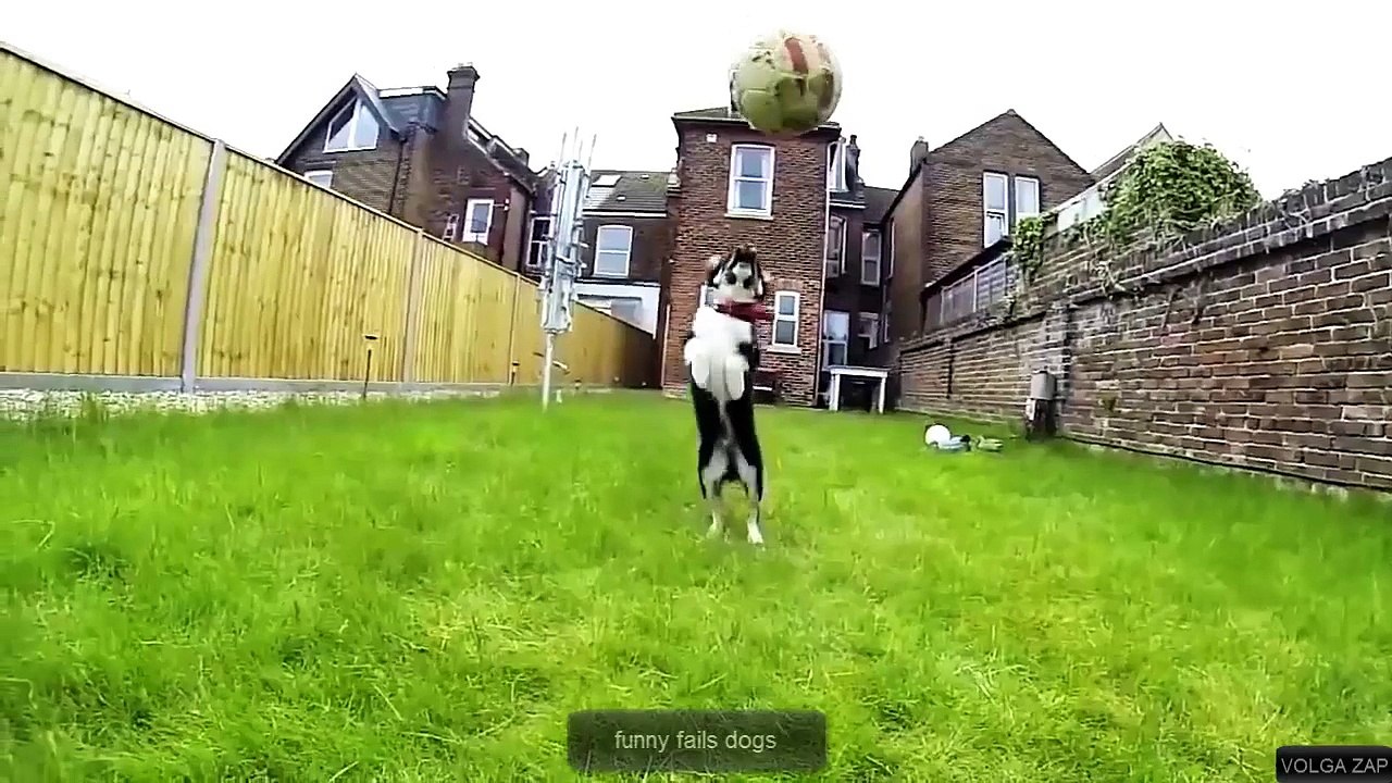 funny fails dogs
