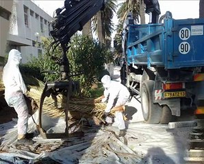 Le charançon rouge du palmier