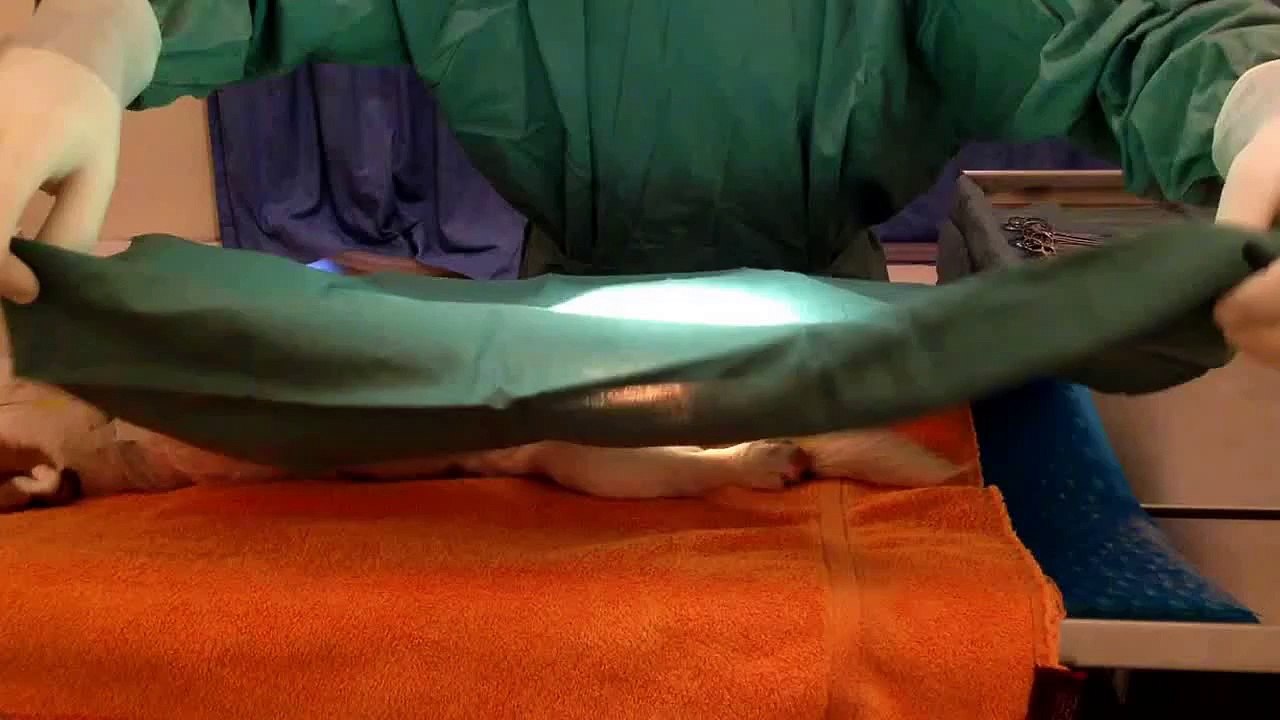 Behind the scenes in our Veterinary Surgical Theatre: Desexing a male dog (neutering)