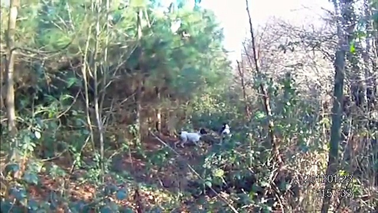 chasse à la bécasse au braque d'Auvergne.avi