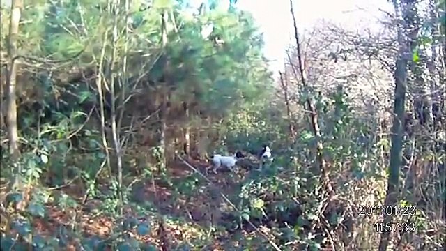 chasse à la bécasse au braque d'Auvergne.avi