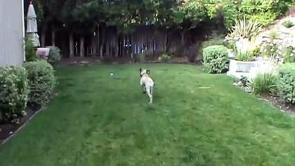 English Mastiff Puppy (Lincoln) Playing Fetch